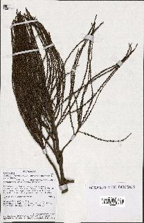 spécimen de Dypsis fibrosa