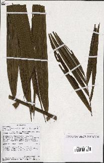spécimen de Dypsis fibrosa