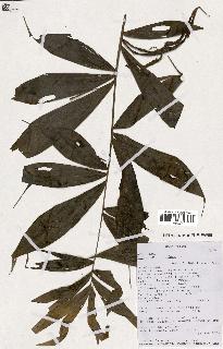 spécimen de Dypsis nodifera