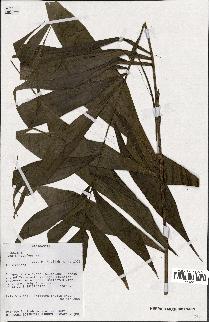 spécimen de Dypsis nodifera