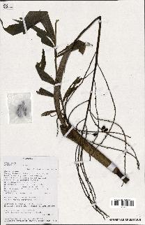 spécimen de Dypsis nodifera