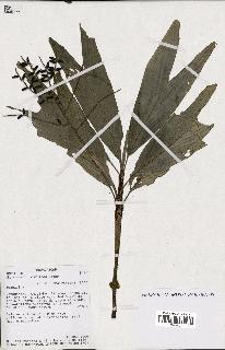 spécimen de Dypsis concinna