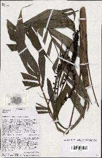 spécimen de Dypsis sp.