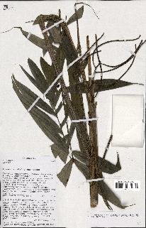 spécimen de Dypsis sp.