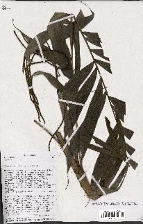 spécimen de Dypsis sp.