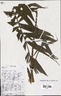 spécimen de Dypsis sp.