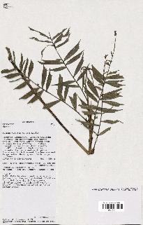 spécimen de Dypsis sp.