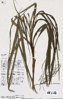 spécimen de Dypsis sp.