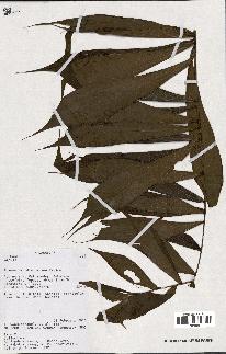spécimen de Dypsis sp.