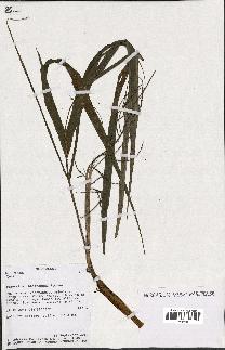 spécimen de Dypsis sp.