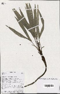 spécimen de Dypsis sp.