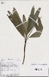 spécimen de Dypsis sp.
