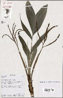 spécimen de Dypsis sp.