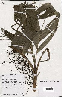 spécimen de Dypsis sp.