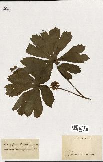 spécimen de Podophyllum peltatum
