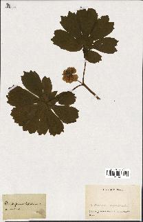 spécimen de Podophyllum peltatum