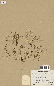 spécimen de Montia fontana