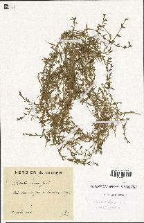 spécimen de Montia fontana