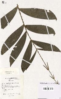 spécimen de Laccosperma laeve