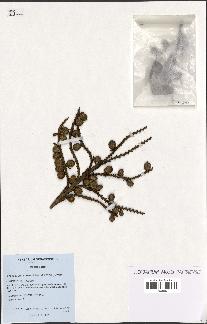 spécimen de Laccosperma laeve