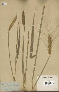 spécimen de Triticum sativum