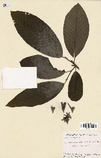spécimen de Dipterocarpus alatus
