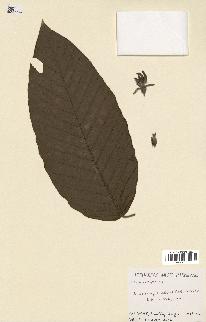 spécimen de Dipterocarpus alatus
