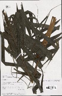 spécimen de Dypsis pinnatifrons
