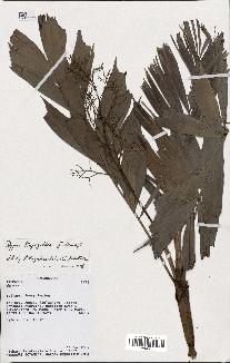 spécimen de Dypsis trapezoidea