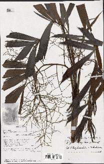 spécimen de Dypsis trapezoidea