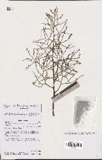 spécimen de Dypsis scottiana