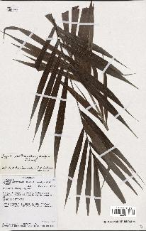 spécimen de Dypsis scottiana