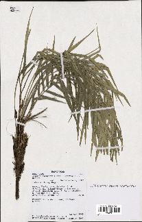 spécimen de Dypsis scottiana