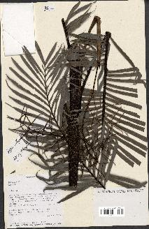 spécimen de Dypsis elegans