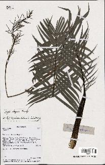 spécimen de Dypsis elegans