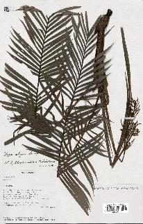 spécimen de Dypsis elegans