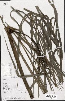 spécimen de Dypsis psammophila