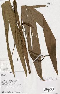 spécimen de Dypsis sp.