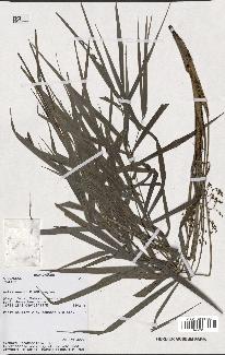 spécimen de Dypsis sp.