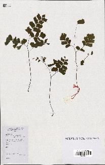 spécimen de Adiantum poiretii