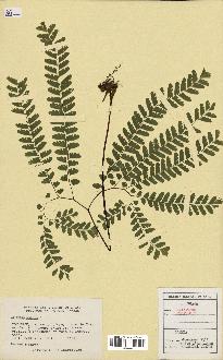 spécimen de Adiantum pedatum