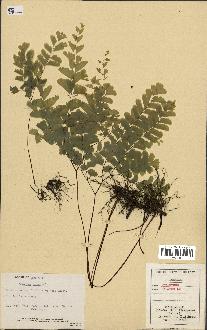 spécimen de Adiantum pedatum