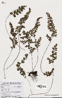 spécimen de Adiantum capillus-veneris