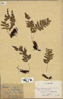 spécimen de Polypodium vulgare