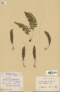 spécimen de Polypodium vulgare