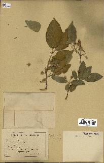 spécimen de Euonymus europaeus