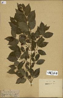 spécimen de Euonymus europaeus