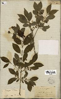 spécimen de Euonymus europaeus