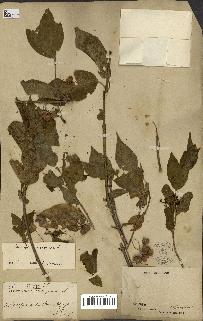 spécimen de Euonymus europaeus