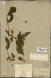 spécimen de Euonymus europaeus